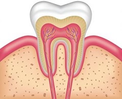 What Makes Root Canal Therapy So Important